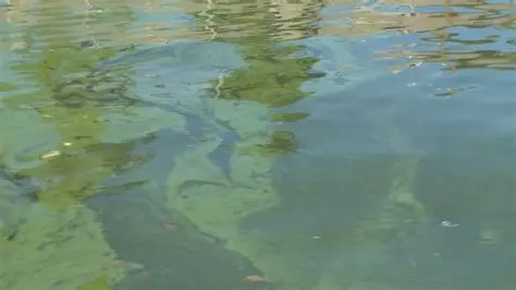 algal bloom Image